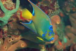 Queen Angelfish taken with Nikon D70 in British Virgin Is... by Tom Blackburn 